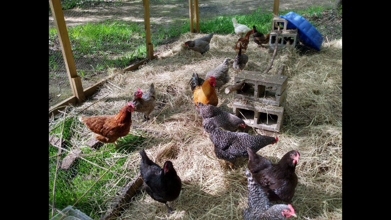 Hay day for the chickens. - YouTube