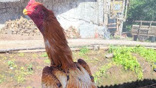 galo lindo
