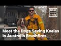 Meet the Dogs Saving Koalas in Australia Brushfires | NowThis