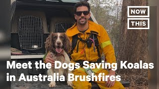 Meet the Dogs Saving Koalas in Australia Brushfires | NowThis