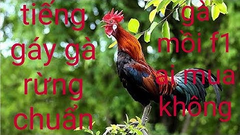 Tiếng gáy gà rừng cực chuẩn, dành cho anh em đi mồi hiệu quả,ai mua không