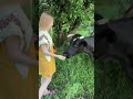 جمال الريف روسيا Beauti Of Village Russia Short 