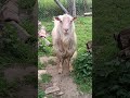 billy goat watching patiently🐐#naturedaily #nature #naturelovers #animal #fluffyfriends #goat #cute