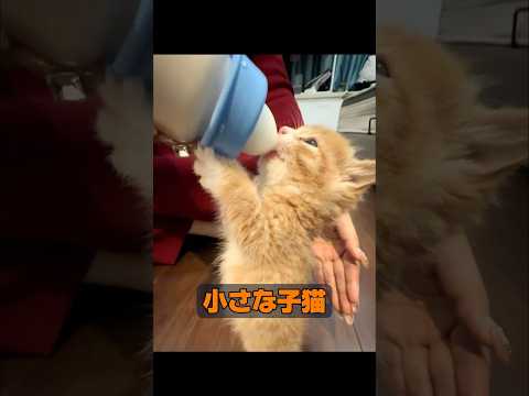 動物は本当に感情を持っているのでしょうか? #animals #動物プロダクション #動物