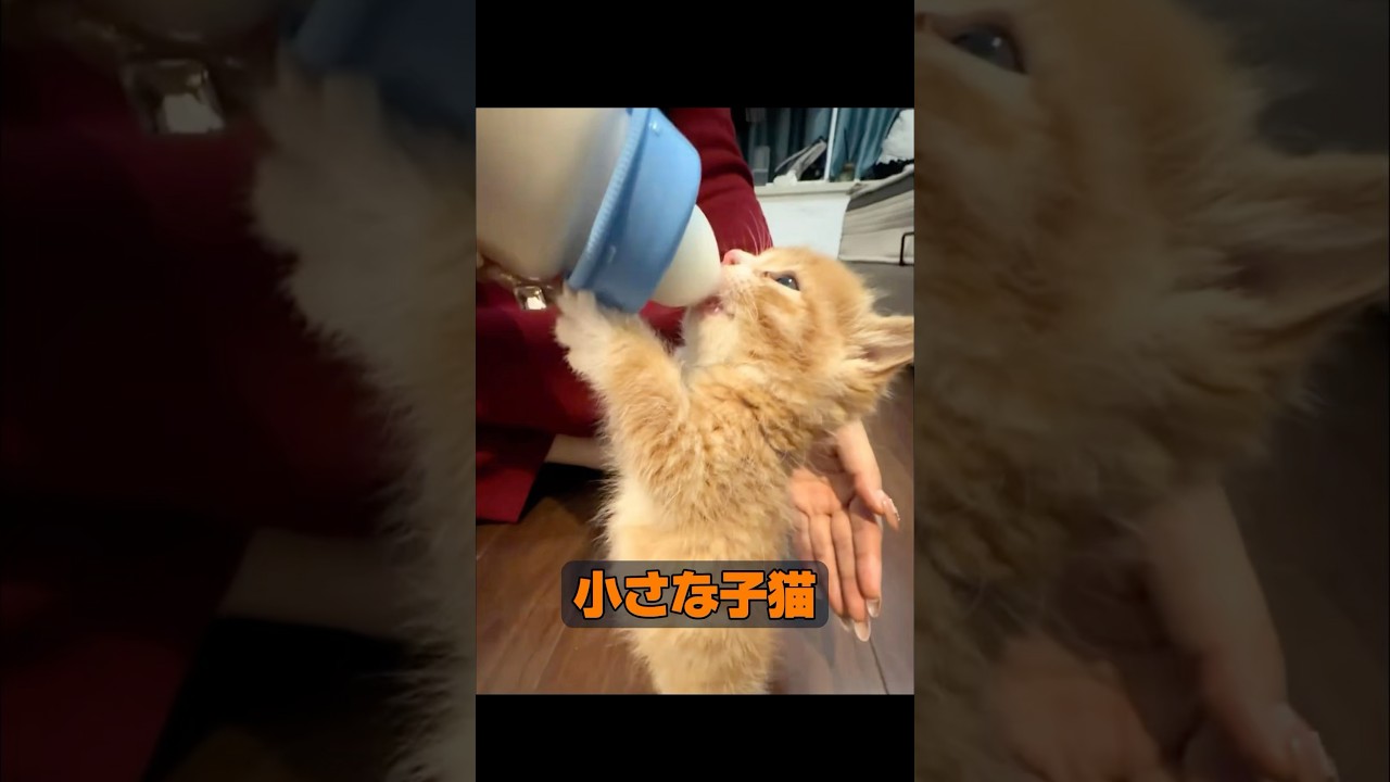 動物は本当に感情を持っているのでしょうか？ #animals #動物プロダクション #動物