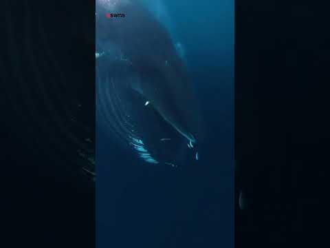 Huge humpback 🐋 gives divers 🤿 a 'too close for comfort' 😧 encounter off the coast of Norway 🛥
