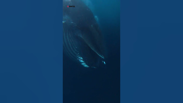 Huge humpback 🐋 gives divers 🤿 a 'too close for comfort' 😧 encounter off the coast of Norway 🛥