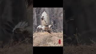Upland Buzzard in Flight #original