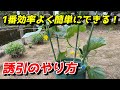【きゅうり】プランターで長く収穫するための誘引方法 【家庭菜園】