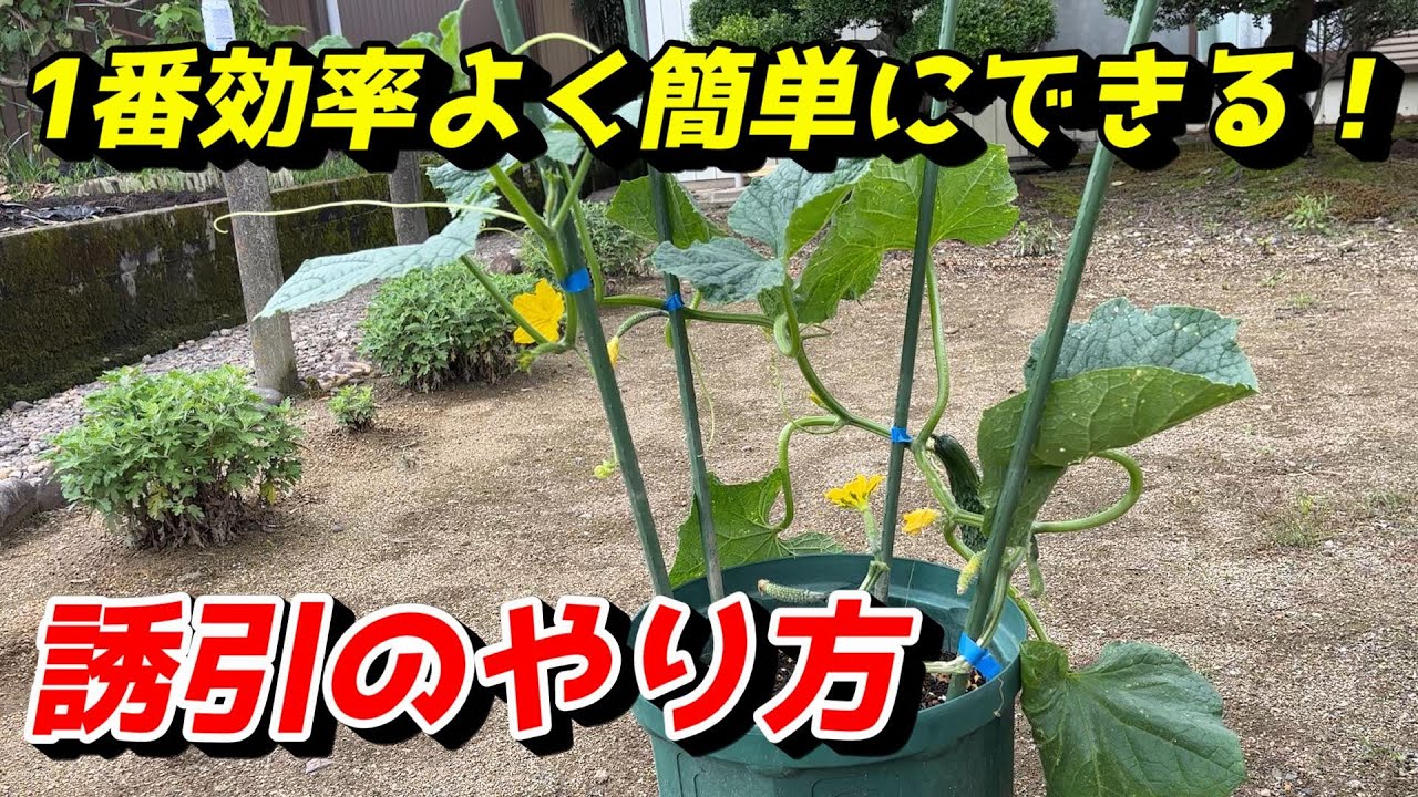 きゅうり 支柱 長 さ