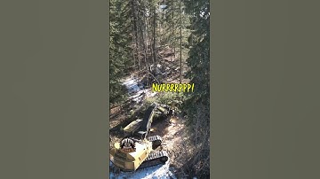 Cutting low stumps with speed!  #heavyequipment #working #machine #tigercat #machinery #logging