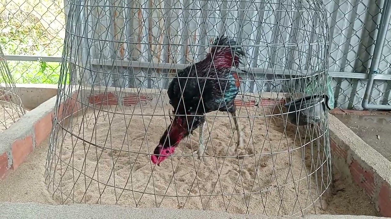 27/2 trống đúc 4*, bụng lưng, zl 0358...006...146