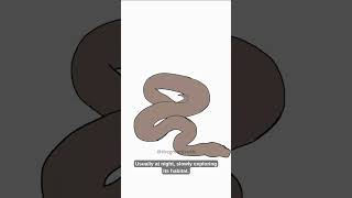 Axanthic Ball Python: The Snake With a Monochrome Twist 🐍⚫⚪ #BallPython #animals  #SnakePets #facts