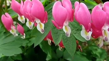 سورة النمل(قل الحمد لله وسلام على عباده الذين اصطفى....)#تلاوة خاشعة