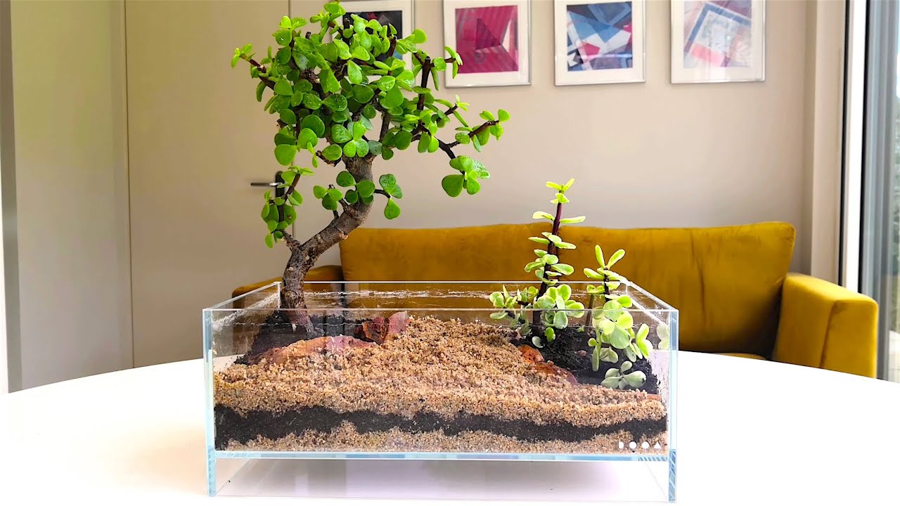 ginseng ficus bonsai tree Buy Ficus Ginseng Plants Online