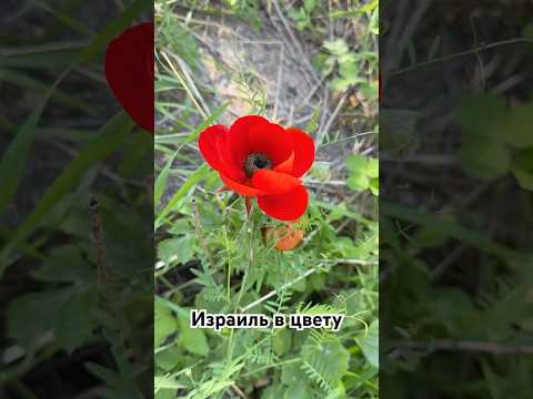 Весна! #flowers #цветы #весна #israel #shortvideo #shorts #nature #природа #весна
