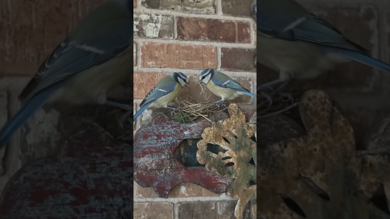 These birds know where to build their nest for safety. In the cross of Jesus.