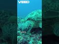 new electrochemical technology could de acidify the oceans and even #space #viralvideo #shorts