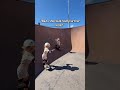 This is WILD skateboarding #skateboarding #skatergirl #sisters