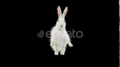 Rabbit Walking 4K | Motion Graphics - Envato elements