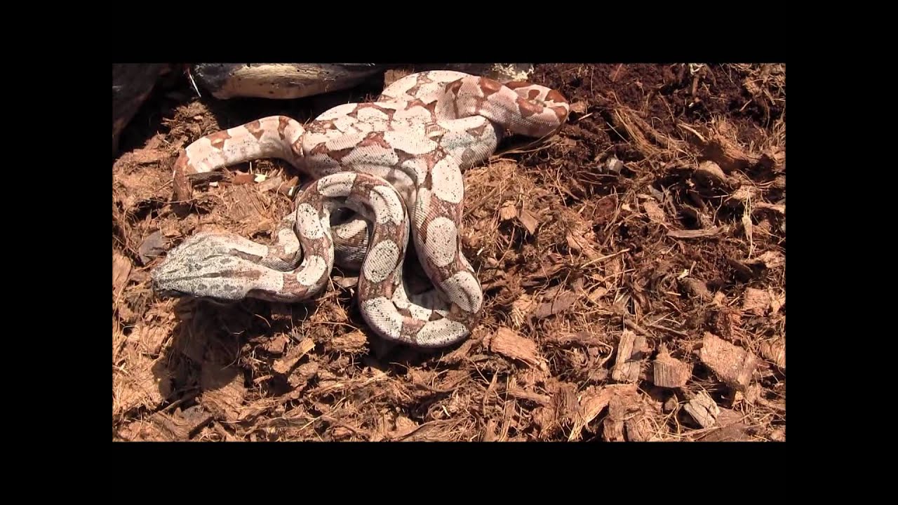 argentine boa habitat Baby Hypo Argentine Boas
