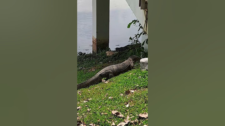 Huge and Amazing Monitor Lizard is Crawling to Hide under the Staircase #park #shortvideo #wildlife