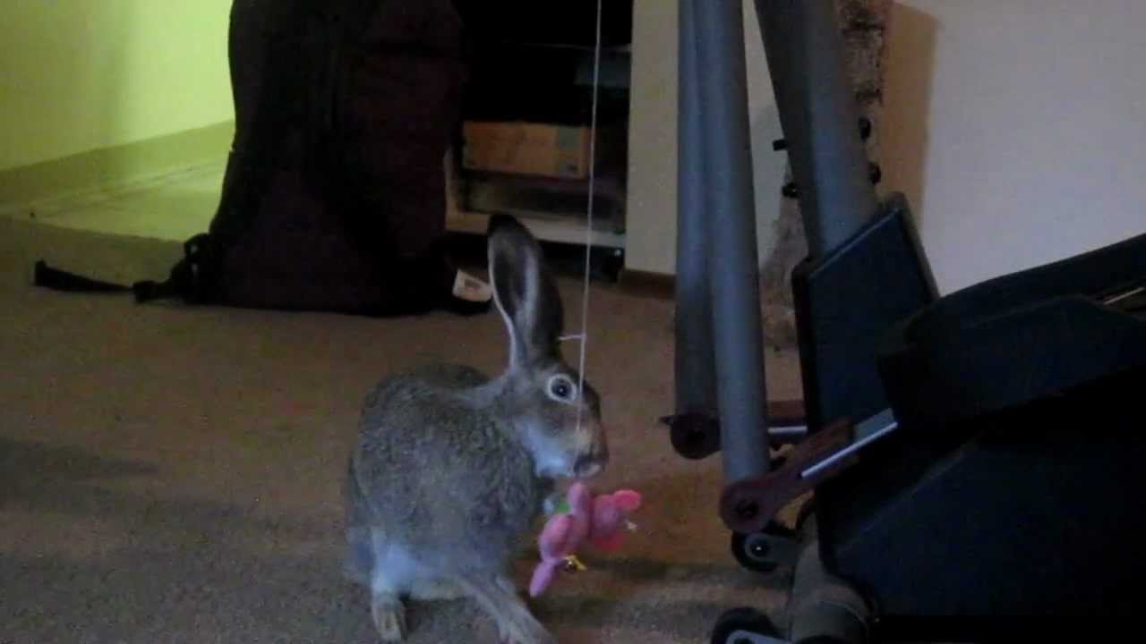 Jackrabbit plays with cat toy YouTube