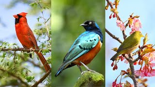 Winged Wonders a Spectacular Birdwatching Adventure|কথাকল্পের জানালা