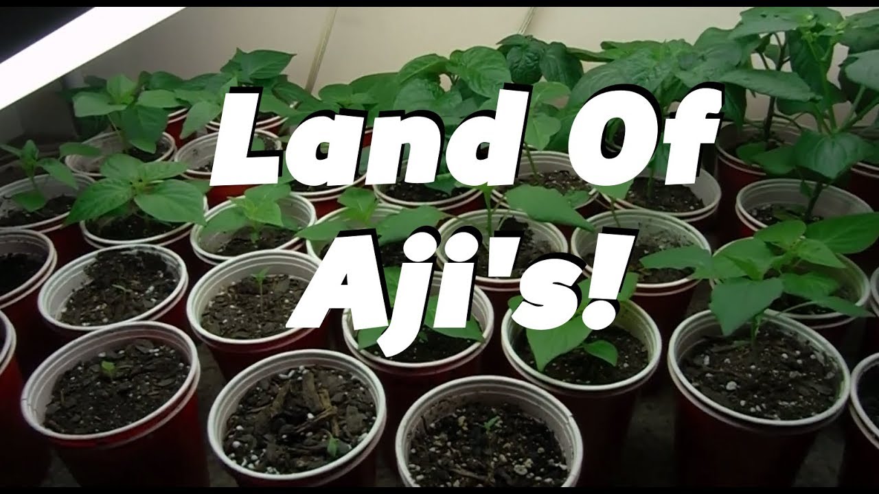 watershed Land Of Aji's: Super Hot Peppers