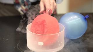 Pressure Demo: Balloons in Liquid Nitrogen Net Worth