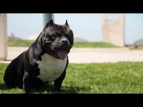 A DAY IN THE LIFE - RYU GOTTI SIGNAL HILL, CA. #teamryu
