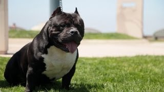 A Day In The Life - Ryu Gotti Signal Hill, Ca.