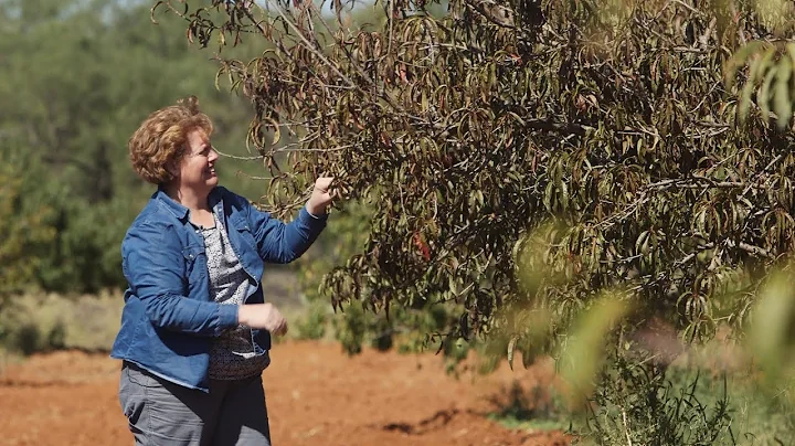 Texas Peach Orchards Suffer from Changing Climate