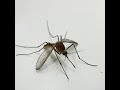 Eyes of Mosquito With Samsung Galaxy Note 10 Lite Camera