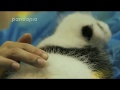 【衝撃】赤ちゃんパンダの毛並みって…❤Baby panda's coat
