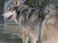 これが真のオオイヌノフグリだっ!!!!