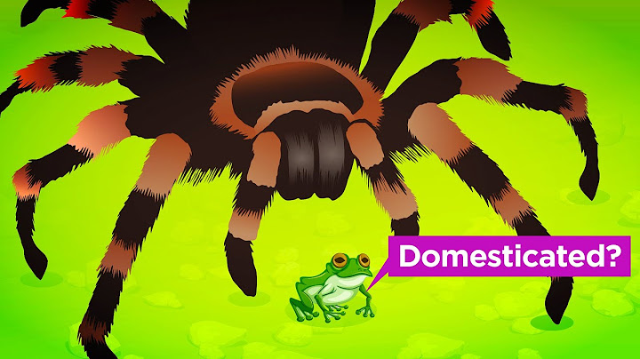 How Tarantulas Domesticated Frogs