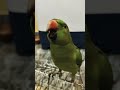 🤣🤣 music music# viral video #talkingparrot #please_subscribe_my_channel 🙏