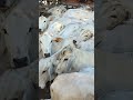 Feira do gado em Canafistula de Frei Damião ás segunda feira