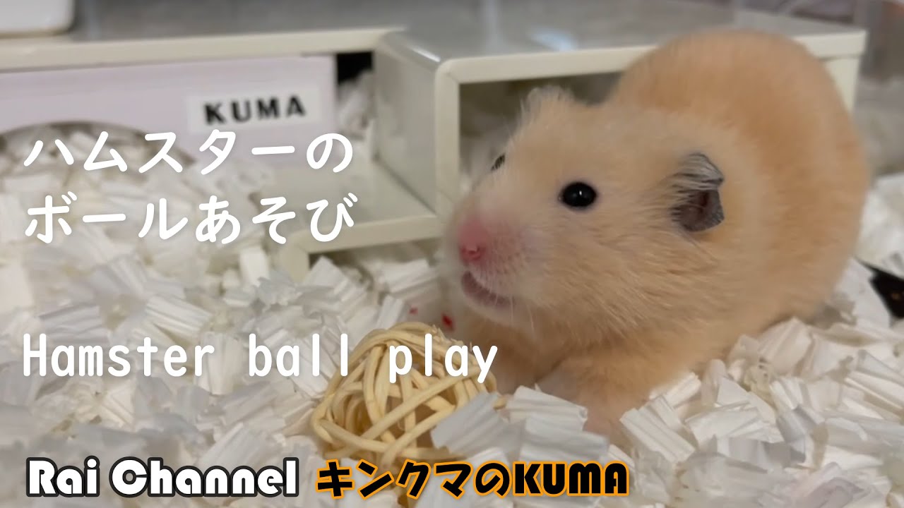 ついでにボール遊びをするハムスター キンクマハムスター日常観察 Youtube