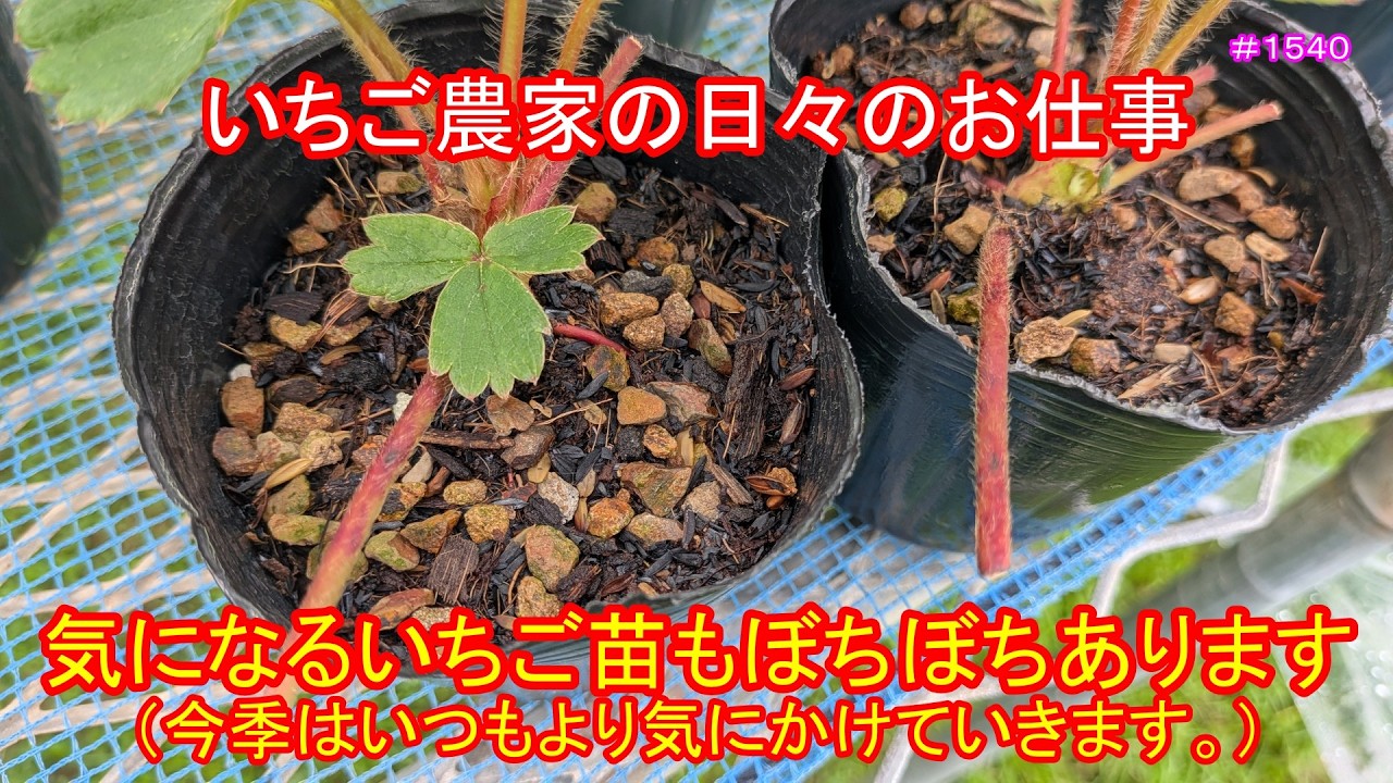 There are some strawberry seedlings I'm curious about (I'll be