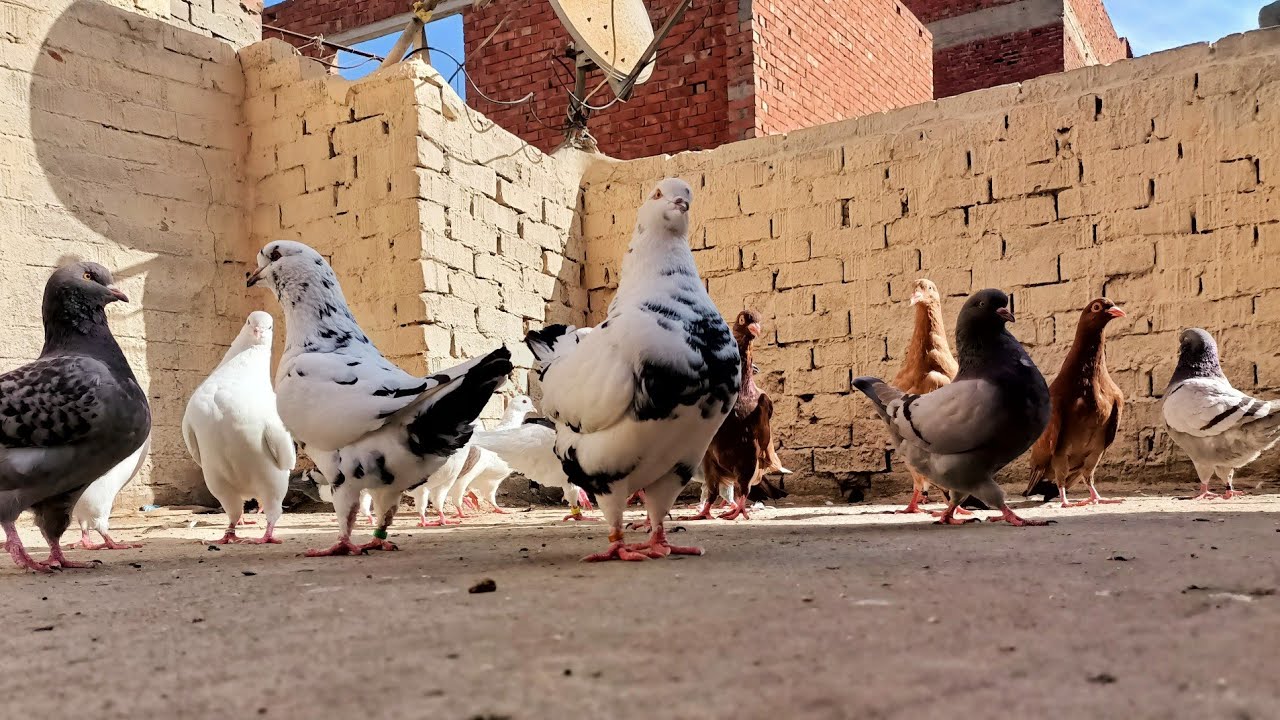 موجود مجموعه 🔥 حمام روماني وكينج ولحم فرنساوي عند عم إبراهيم الشوحه 01111524190#العناني