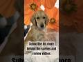 Miss Mia is literally my favorite thing to film 😍#ugccreator #goldenretriever