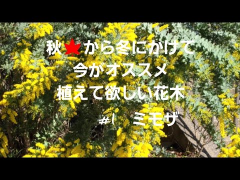 秋 から冬にかけて今がオススメ植えて欲しい花木 1 ミモザ 育て方植える時の注意点や剪定など詳しく紹介 Youtube