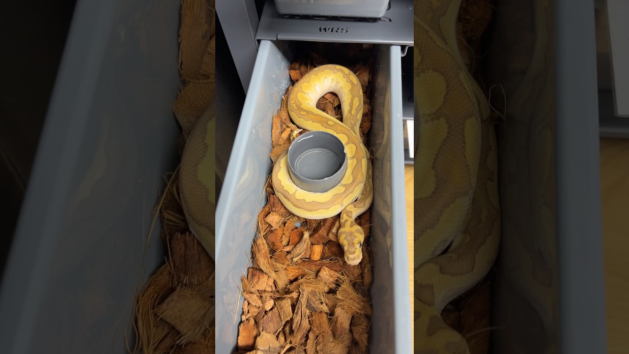 😀😀 # #pytonkrólewski #snake #reptiles #pythonregius #ballpython #pyton #animals #cute #pets #węże