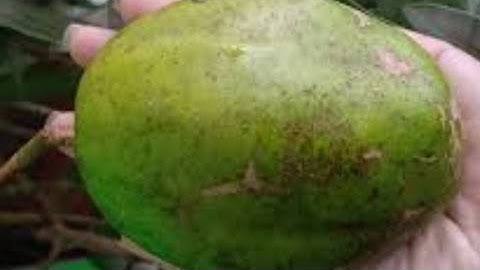 Giải Đáp.. Giống Cóc Trái To Khủng.. Trồng Bao Lâu Có Trái