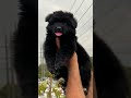 Black gsd long coat puppy top quality #gsdpuppy #black #doglover @shehrmaindihat