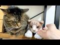 ぬいぐるみの猫を可愛がると嫉妬する凶暴猫...