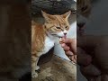 2026 01 071猫動画ショートですニャン ‐ #cat #子ネコ #猫 #catsofyoutube #cats
