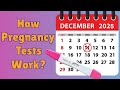 How Pregnancy Tests Work | Fascinating Science and History Explained Simply